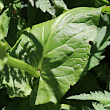 Blätterfoto Rumex alpestris